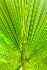 Fototapeta premium palm tree leaf