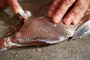 Filleting red sea bream with knife 