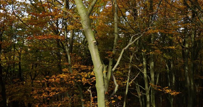 A close view of a tree trunk moving in strong wind from the side to side and a view of a large deciduous forest during a sunny fall day captured in Pustevny in Beskids area 4k 60fps.