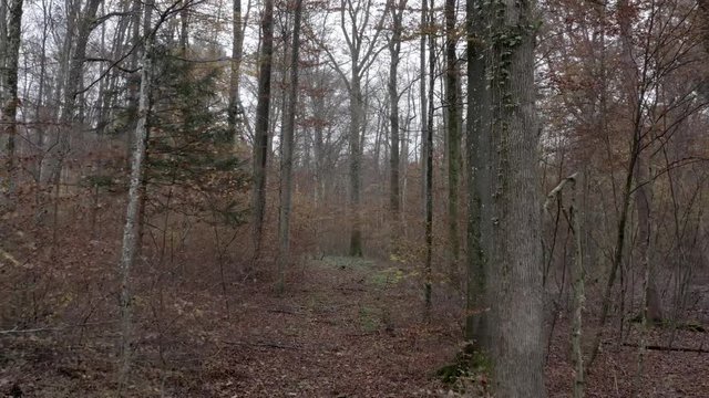 Flying through the woods in November in 4K