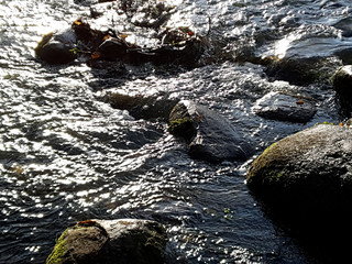 Jesienny poranek nad rzeką. Rzeka Grabia, Ldzań, Polska