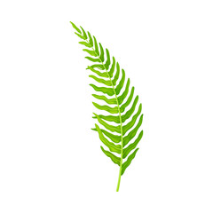 Green Leaf of Fern Isolated On White Background Vector illustration
