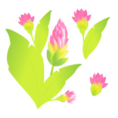  curcuma, Turmeric is a flowering plant, Curcuma longa of the ginger family.