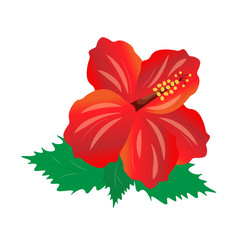 red fragrant hibiscus, volumetric pattern flower