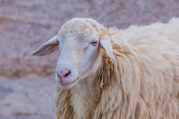white cheep in the farm