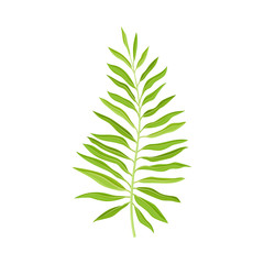Fern Plant Decorative Leaf Isolated On White Background