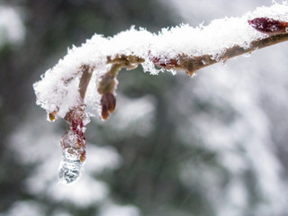 Snow covered plant with bokeh background