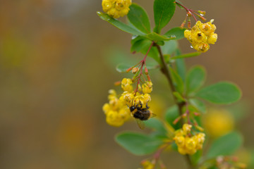 Blüten der Gewöhnlichen Berberitze