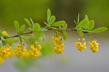 Blüten der Gewöhnlichen Berberitze