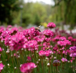 Photo background with bright pink flowers and a bee sitting on a flower and gathering pollen.