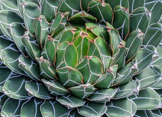 Closeup of the small cactus