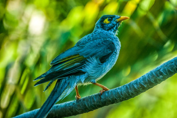 Yellow-throated Miner