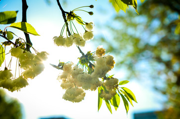 springscene of white cherry blossoms against backlight - 305674725