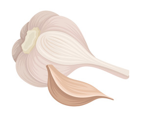 Garlic Bulb Isolated On White Background Vector Item