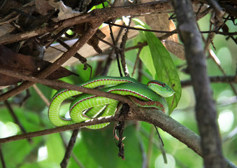 Green snake on branches in the jungle of Laos.