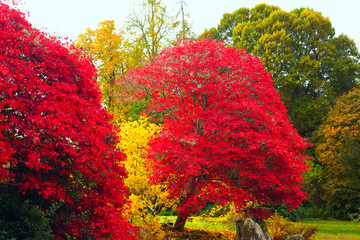 Trees in a garden in beautiful autumn colours