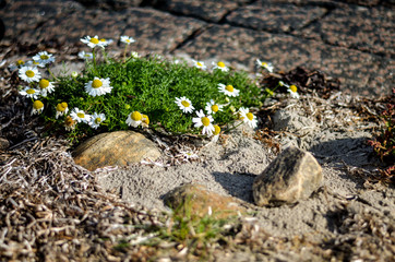 bunch of wild daisies growing between hard rocks - 305675507