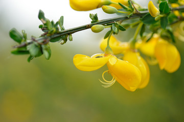 Ginsterbl&uuml;ten im Regen