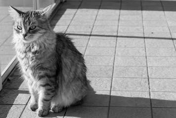 Pretty domestic cat of siberian breed in relax outdoor