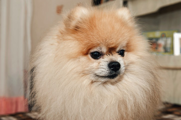 Pomeranian puppy dog before haircut long hair style, cute pet happy smile at home