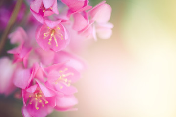 Fototapeta na wymiar Pwgchmpo flowers in springtime, beautiful pink flowers