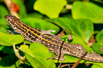 Italian wall lizard.