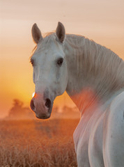 Gray lipizzaner breed stallion looking inthe the camera in the oat field in the morning sunrise.
