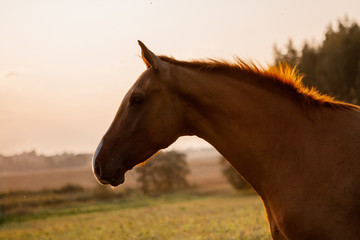 Chestnut russian don breed horse in the evening sunset. Animal portrait.