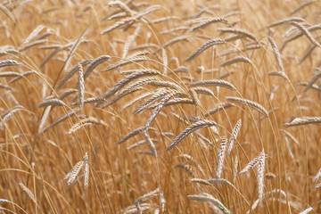 Ears of golden wheat closeup. Wheat field. Beautiful agriculture background