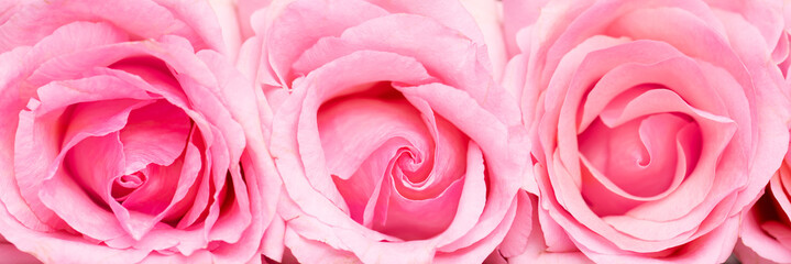 Pink roses close up macro banner valentine's concept