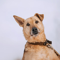 old german shepherd mix dog portrait with falen ear