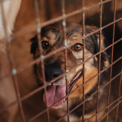 mixed breed dog sitting in animal shelter cage
