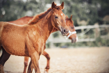 Fototapeta premium Ciekawy, radosny źrebak szczawiu wesoło spaceruje ze swoją matką po padoku na farmie w słoneczny letni dzień.