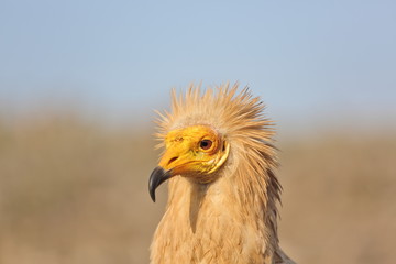 Egyptian Vulture (Neophron percnopterus), Socotra island