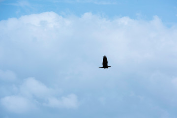 Cuervo volando con alas extendidas