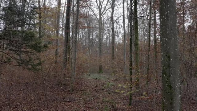 Flying through the woods in November in 4K