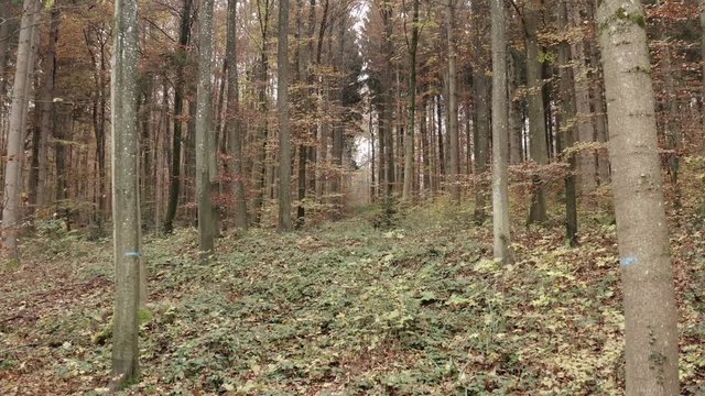 Flying through the woods in November in 4K