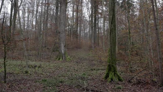 Flying through the woods in November in 4K