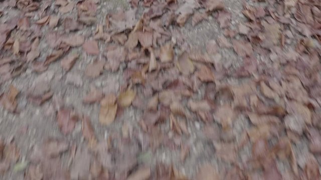 Flying through over fallen leaves in November 4K