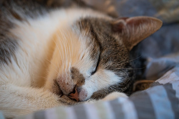katze im bett nah