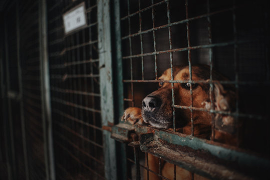 sad animal shelter dog behind bars in a cage