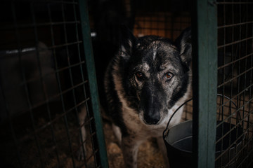 old dog posing in animal shelter cage, waiting for adoption