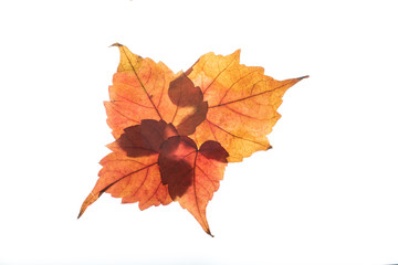 autumn leaf isolated on white background