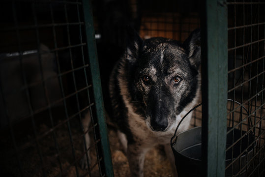 Old Dog Posing In Animal Shelter Cage, Waiting For Adoption