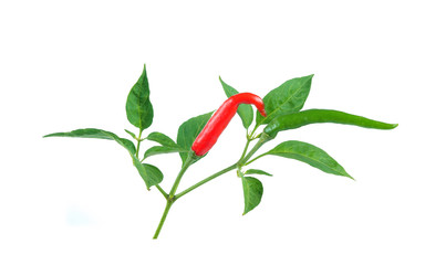 chilli isolated on white background