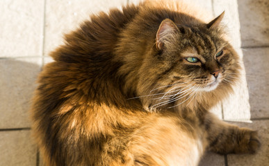 Pretty domestic cat of siberian breed in relax outdoor