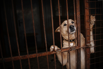 sad mixed breed dog posing in a cage in animal shelter - obrazy, fototapety, plakaty