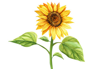 watercolor illustration, sunflower on isolated white background.