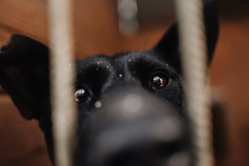 close up portrait of sad dog behind bars in animal shelter
