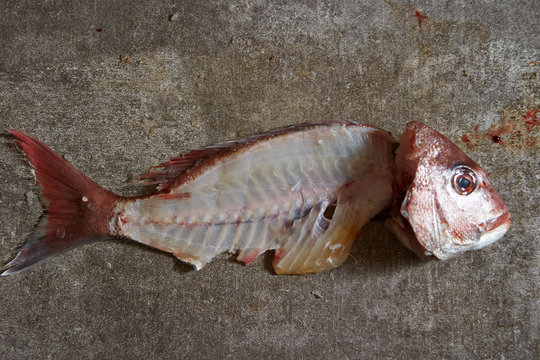 Red sea bream fish fillet 